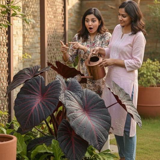 Black Hosta Seeds (500+ Seeds) + Plant Growth Serum Free - Ganga Store