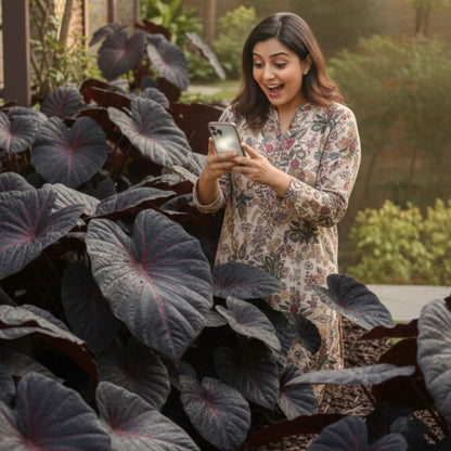 Black Hosta Seeds (500+ Seeds) + Plant Growth Serum Free - Ganga Store