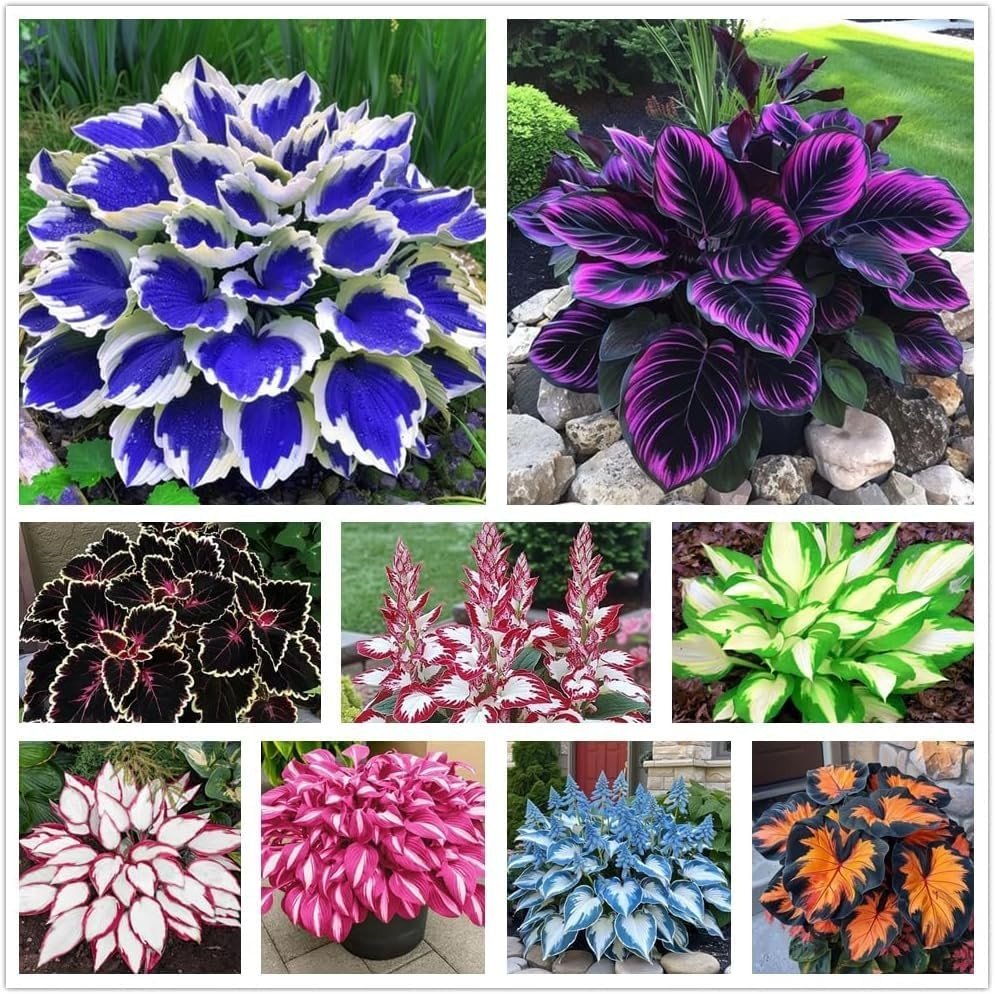 Multicolor Hosta Seeds (500+ Seeds) + Plant Growth Serum Free - Ganga Store